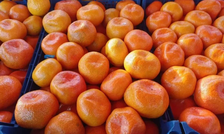 Продаются мандарины оптом - фото № 4