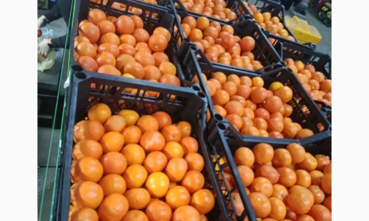Мандарини сорту Нова у продажу - фото № 1