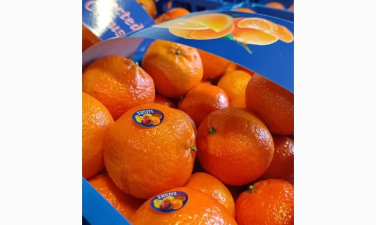 Продаж елітних мандаринів Клементин - фото № 1