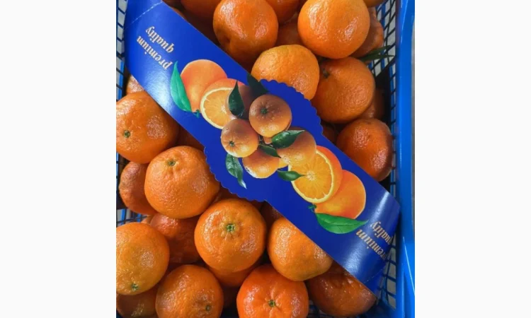 Продаж елітних мандаринів Клементин - фото № 2