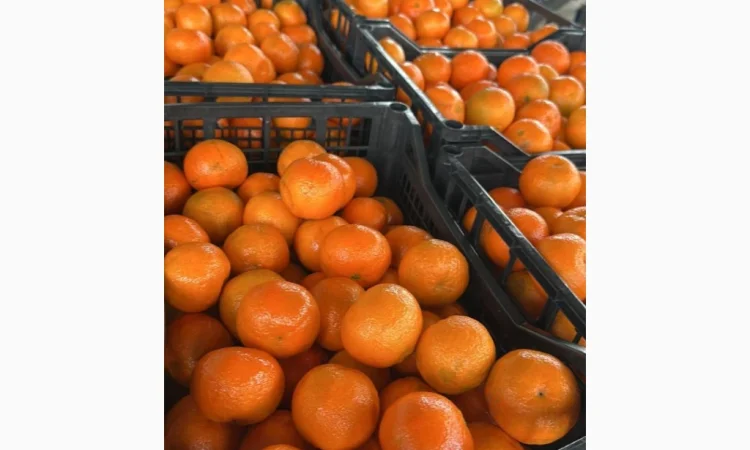 Продаж елітних мандаринів Клементин - фото № 3