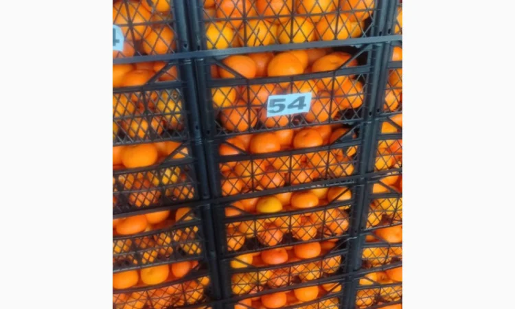 Мандарины из Турции - Прямые поставки - фото № 3