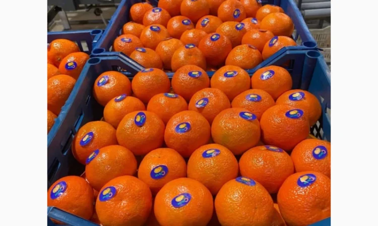 Мандарины из Турции - Прямые поставки - фото № 4