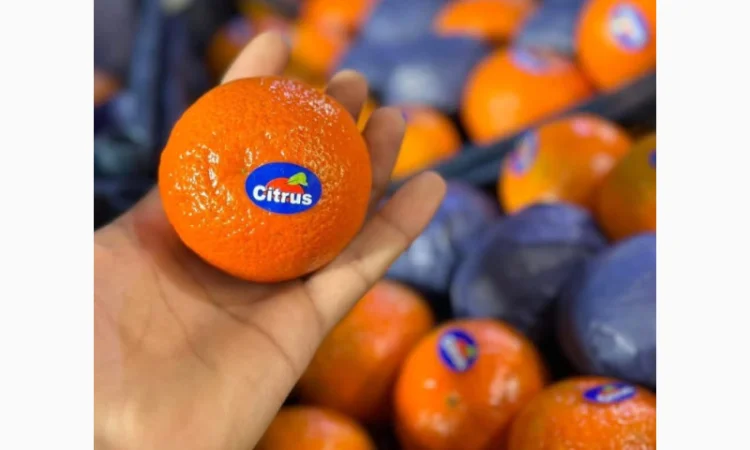 Мандарины из Турции - Прямые поставки - фото № 5