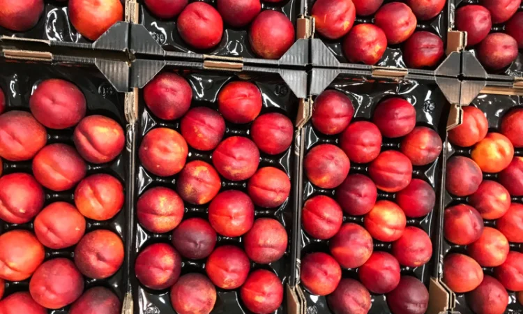 Продажа нектаринов из Испании - фото № 3