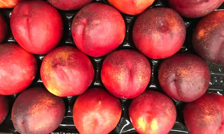 Продажа нектаринов из Испании - фото № 5