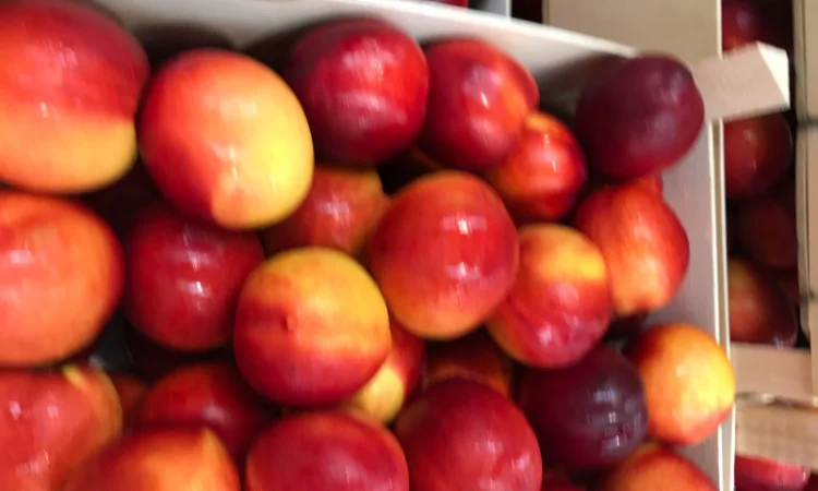 Продажа нектаринов из Испании - фото № 6