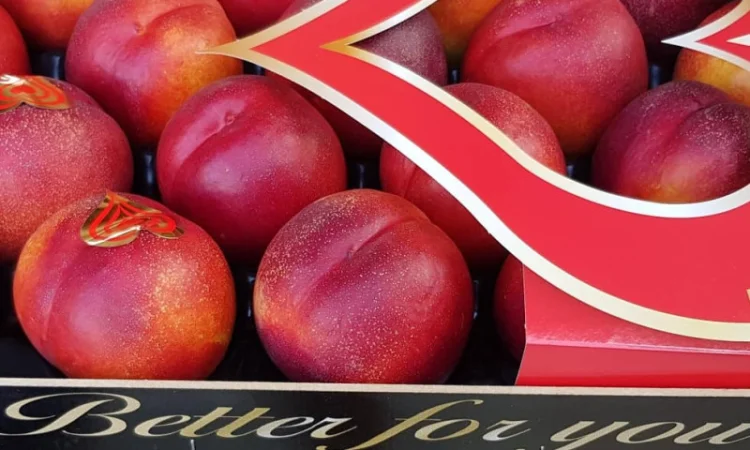 Продажа нектаринов из Испании - фото № 7