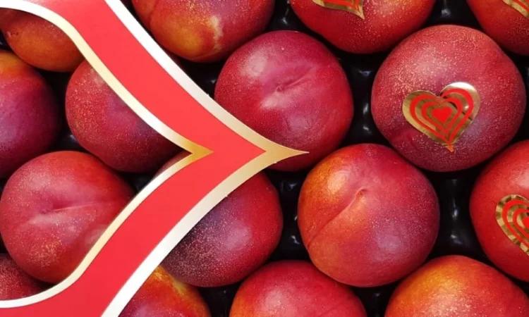 Продажа нектаринов из Испании - фото № 8