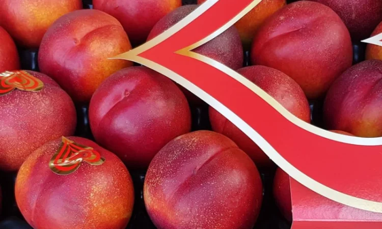 Продажа нектаринов из Испании - фото № 9