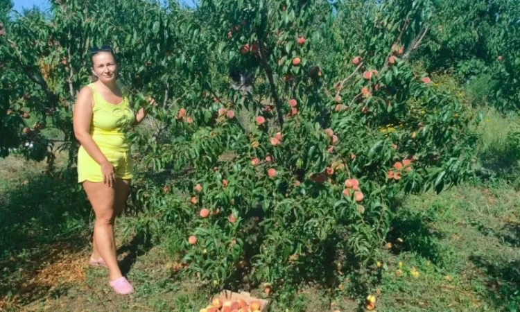 Персики оптом от производителя, крупные и мелкие партии - фото № 1