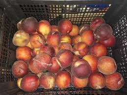 Персики з Миколаївської області - продаж від 5 тонн напряму з саду - фото № 1