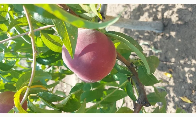 Продается персик сорта Редхейвен в Одессе - фото № 2