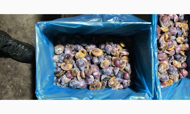 Заморожена слива без кісточки - фото № 2