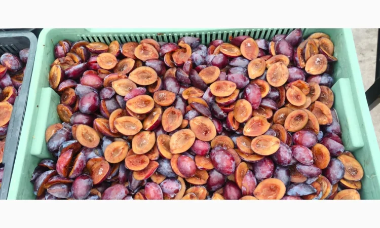 Заморожена слива без кісточки - фото № 4