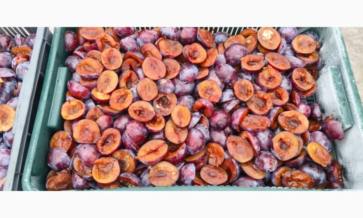 Заморожена слива без кісточки - фото № 5