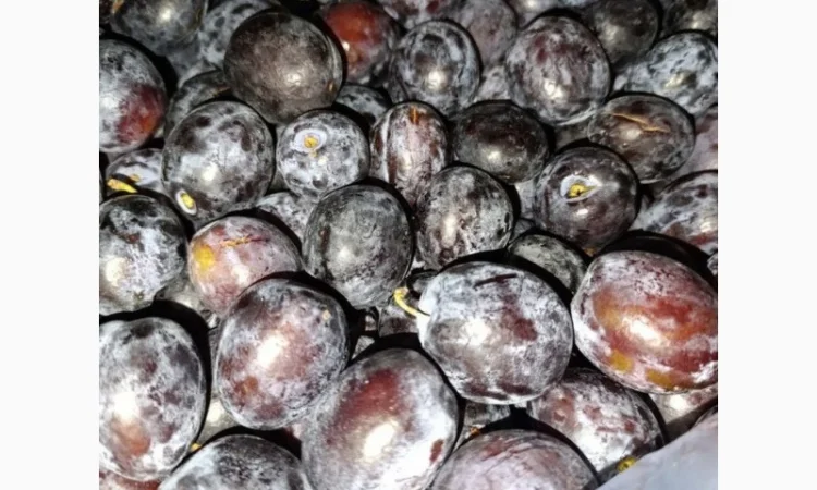 Продается замороженная слива, возможна доставка по Украине - фото № 1