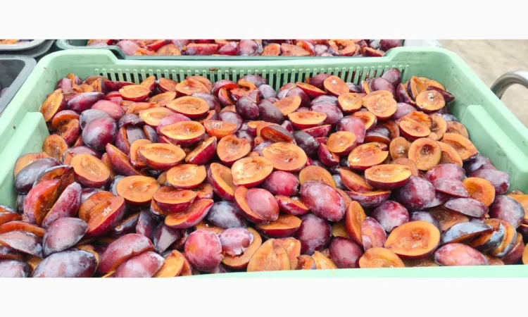 Слива без кісточок на продажу - фото № 1