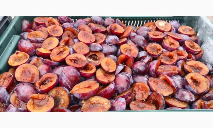 Слива без кісточок на продажу - фото № 2