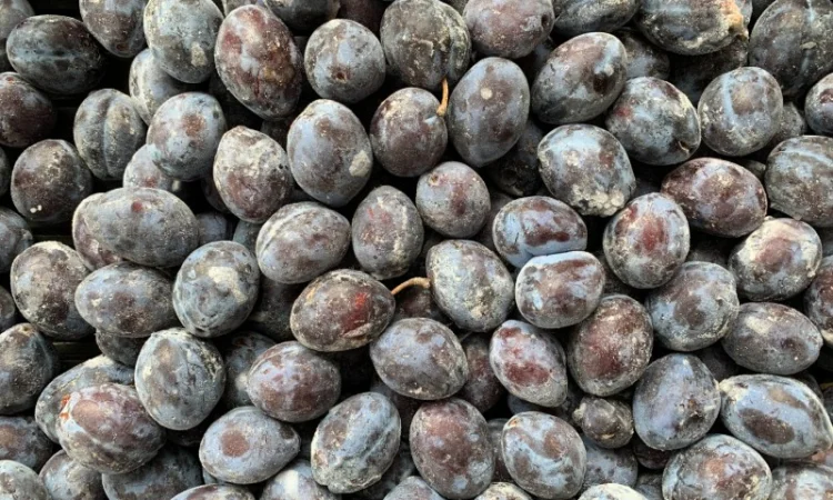 Куплю сливу оптом - фото № 1