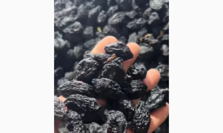 Продается слива бездимная сорта Стенлей и Анна Шпет - фото № 1