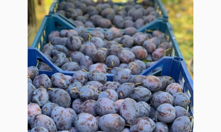 Продается слива Стенлей из холодильника - фото № 1