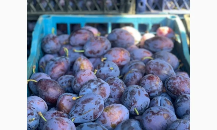 Продается слива Стенлей из холодильника - фото № 2