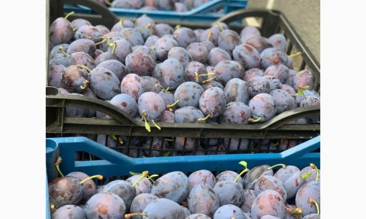 Продается слива Стенлей из холодильника - фото № 3