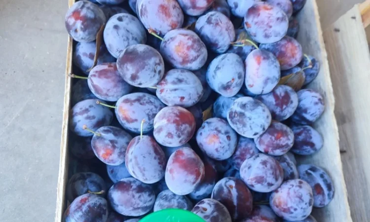 Продается слива Віжен высокого качества - фото № 1