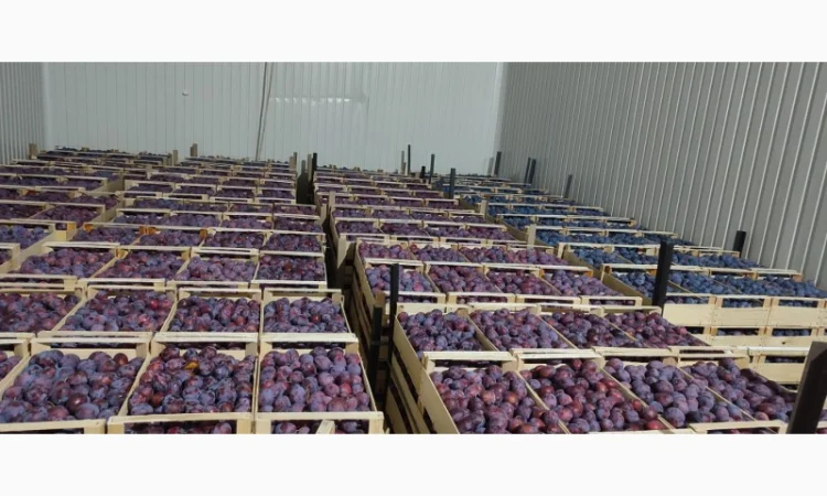 Продается слива Віжен высокого качества - фото № 2