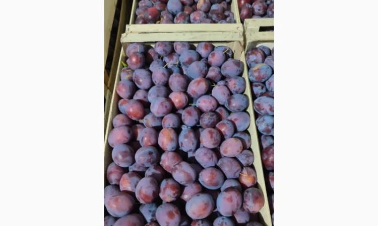 Продается слива Віжен высокого качества - фото № 3