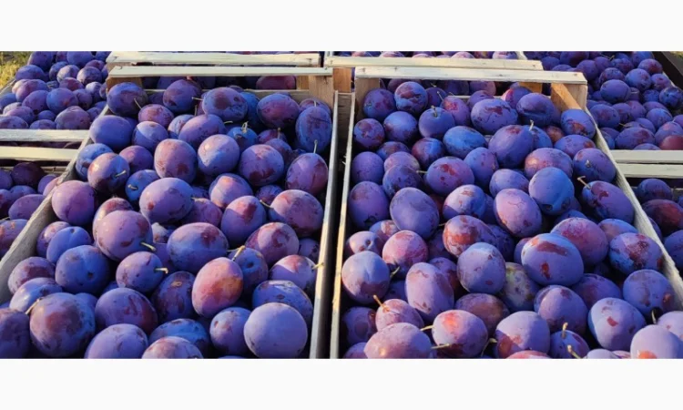 Продается слива Віжен высокого качества - фото № 4