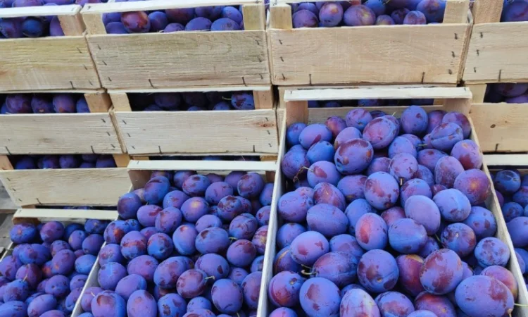 Продается слива Віжен высокого качества - фото № 5