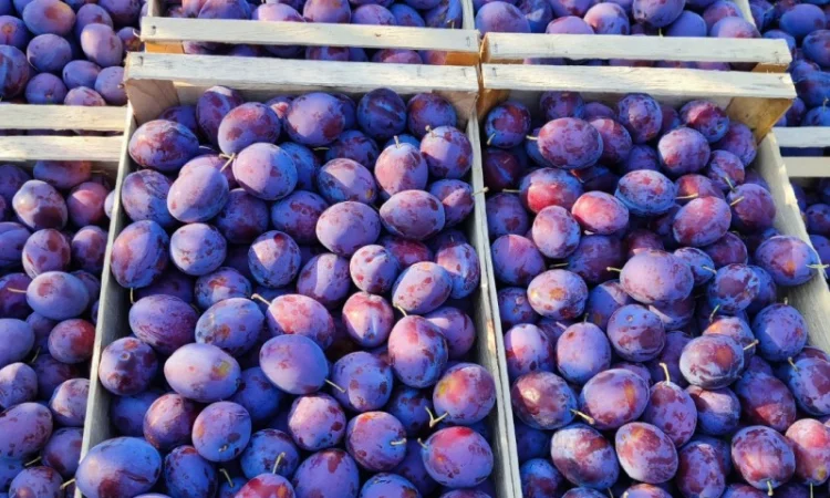 Продается слива Віжен высокого качества - фото № 6