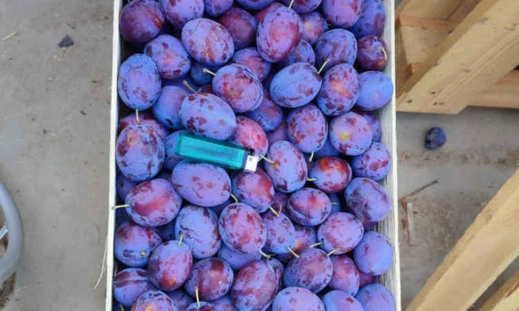 Продается слива Віжен высокого качества - фото № 7