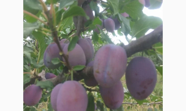 Продаются сливы высшего качества - фото № 1