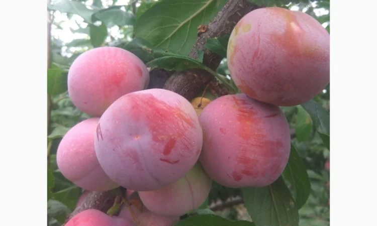 Продаются сливы высшего качества - фото № 2