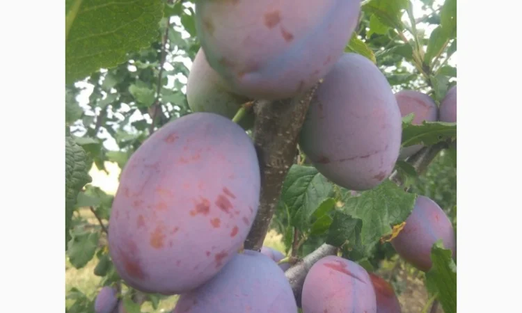 Продаются сливы высшего качества - фото № 3