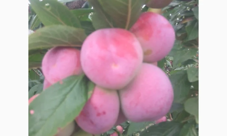 Продаются сливы высшего качества - фото № 4