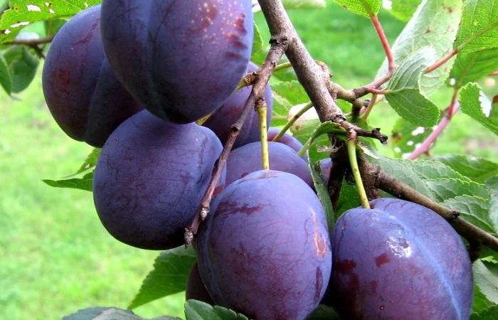 Куплю сливу для сушки оптом - фото № 1