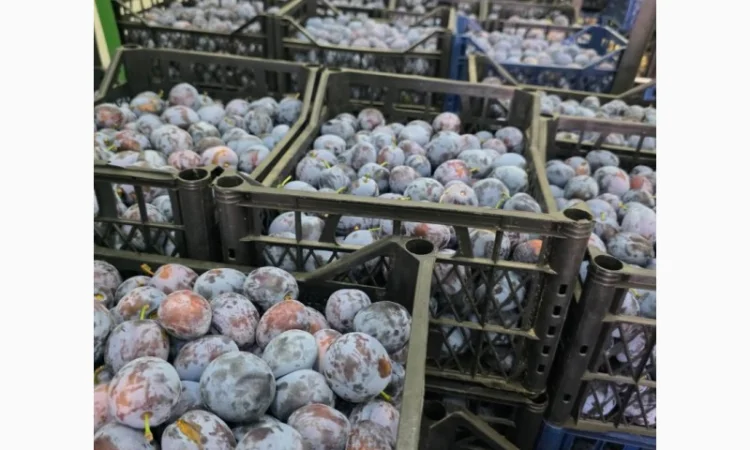 Продается слива сорта Кабардинка оптом от 10 тонн в Черновцах - фото № 1