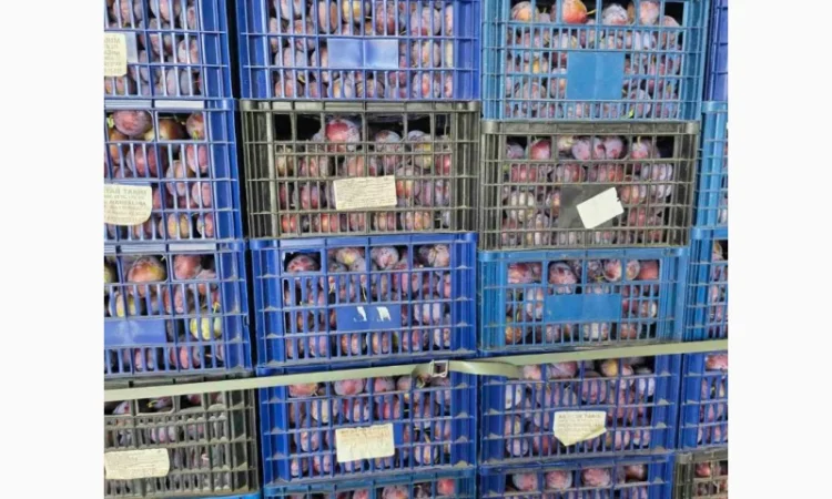 Продается слива сорта Кабардинка оптом от 10 тонн в Черновцах - фото № 2