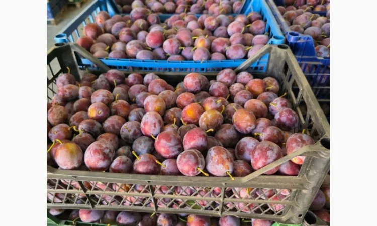 Продается слива сорта Кабардинка оптом от 10 тонн в Черновцах - фото № 3