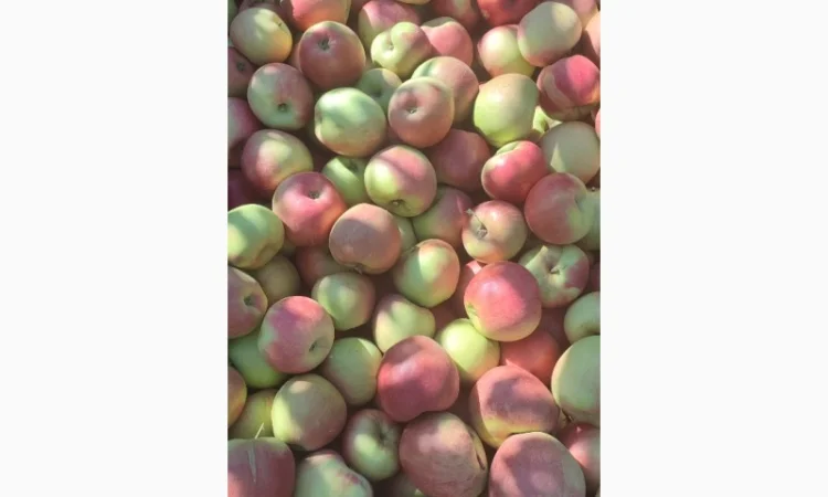 Продам яблука - фото № 18