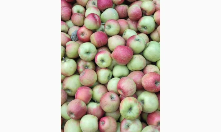 Продам яблука - фото № 17