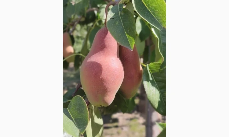 Продам яблука - фото № 14