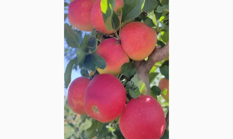 Продам яблука - фото № 13