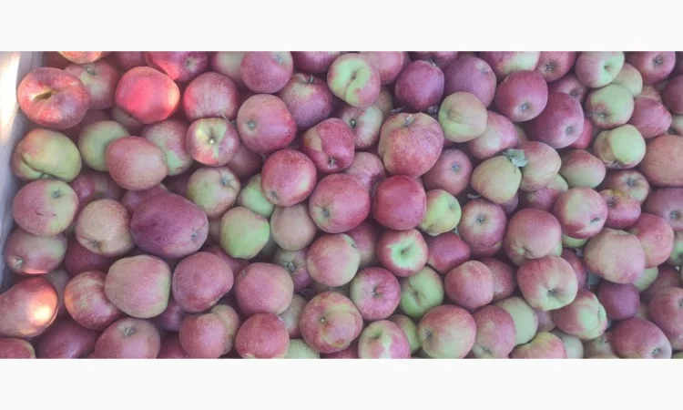 Продам яблука - фото № 12