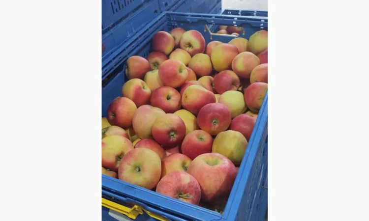 Продам яблука - фото № 2