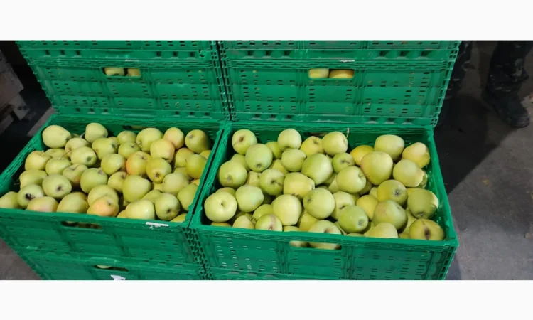 Продам яблука - фото № 10